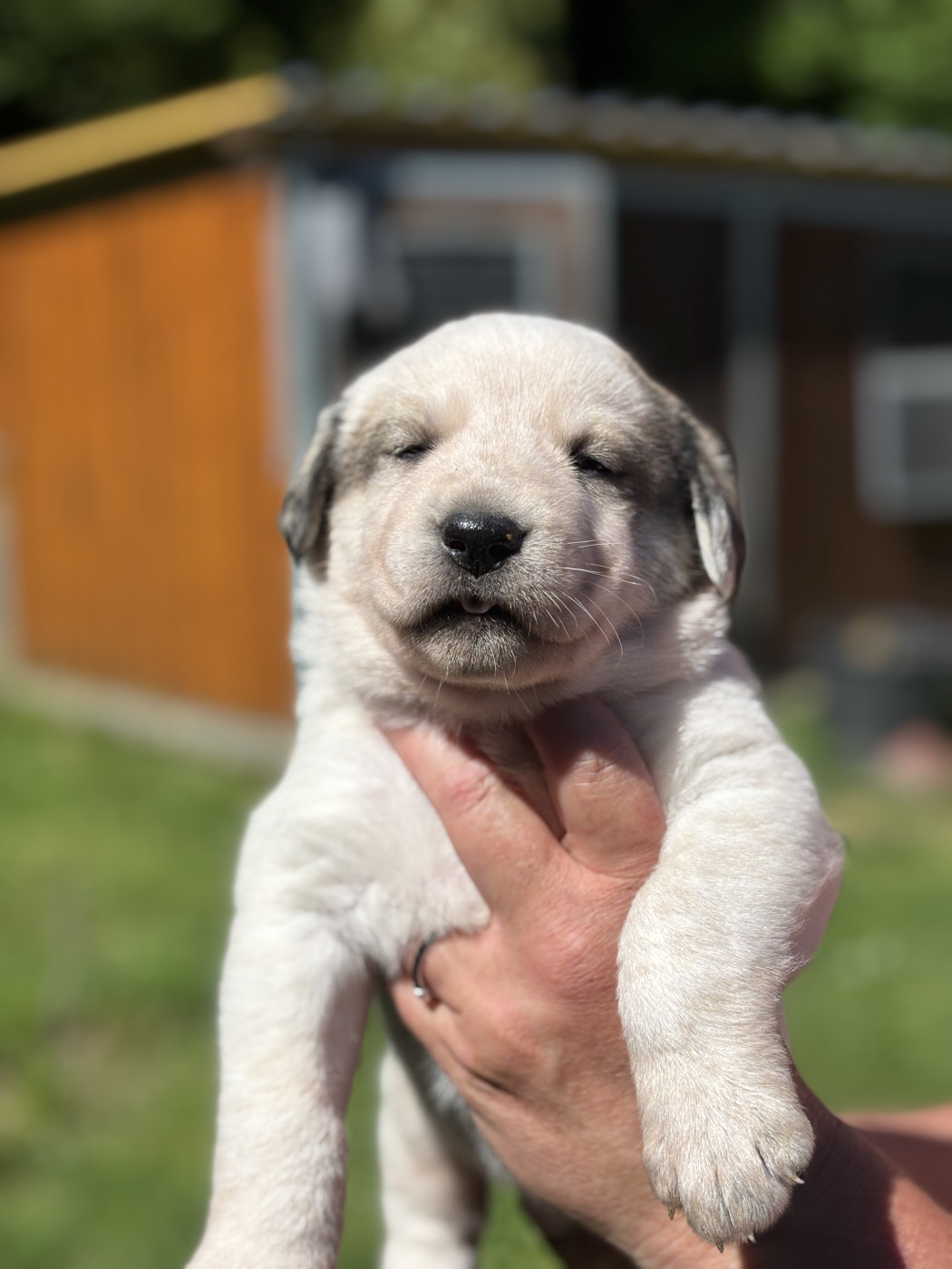 Dii Nostri - Chiots disponibles - Berger d'Asie Centrale