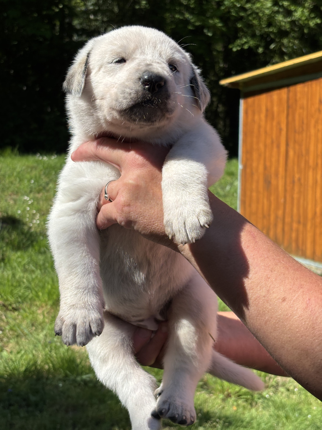 Dii Nostri - Chiots disponibles - Berger d'Asie Centrale